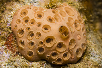 Hemimycale columella