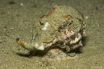 13. Molluscs - Cargols