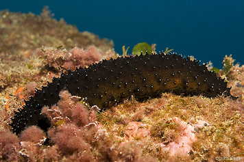 Holothuria forskali