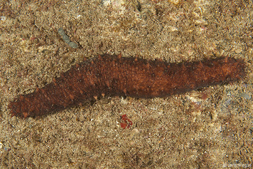 Holothuria tubulosa