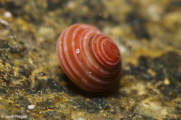 Homalopoma sanguineum