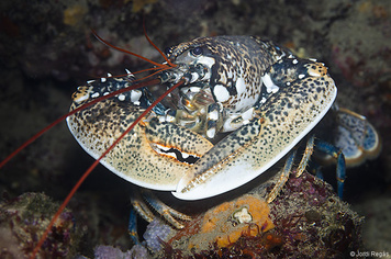 Homarus gammarus