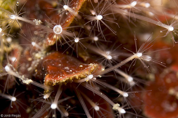 Hydractinia inermis