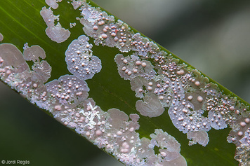 Hydrolithon farinosum