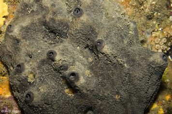 Ircinia oros