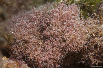 Jania virgata