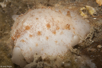 Jorunna tomentosa