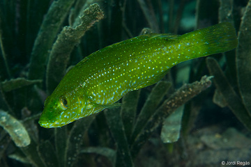 Juvenil, que a menudo se confunde con Labrus viridis cuando es joven