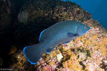 Macho con la librea reproductiva de color azul