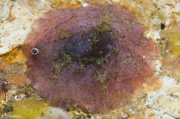 Marsenia perspicua