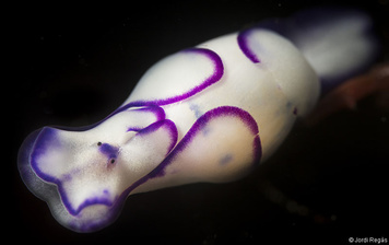 Lamprohaminoea ovalis