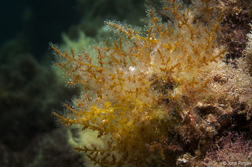 Laurencia sp.
