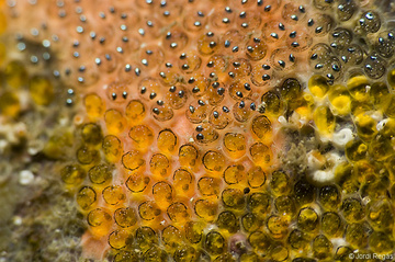 Detalle de la puesta