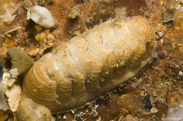 Lepidopleurus cajetanus