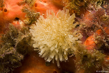 Leucosolenia variabilis