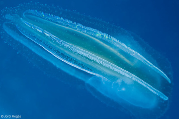 Leucothea multicornis
