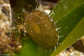 Lissopecten hyalinus