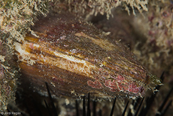 Lithophaga lithophaga
