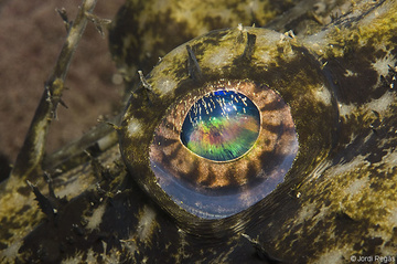 Detalle del ojo