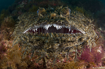 Un monton de dientes