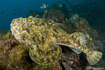 Lophius piscatorius