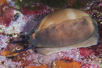 Luria lurida