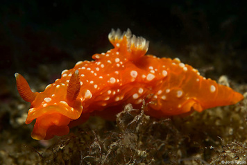 Martadoris mediterranea