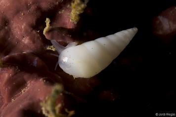 Melanella boscii