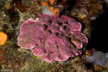 Mesophyllum expansum