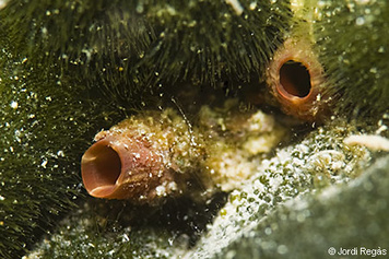 Microcosmus cf polymorphus