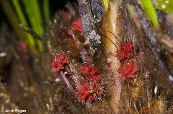 Miniacina miniacea