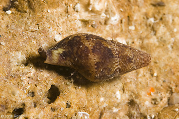 Mitrella cf broderipi