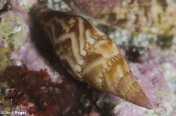 Mitrella scripta
