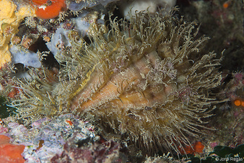 Monoplex parthenopeus