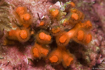 Myriapora truncata