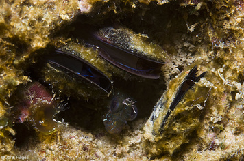 Mytilus galloprovincialis
