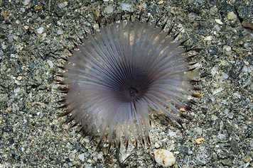 Myxicola infundibulum