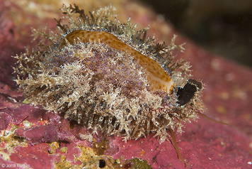 Naria spurca