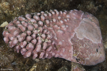 Neogoniolithon mamillosum