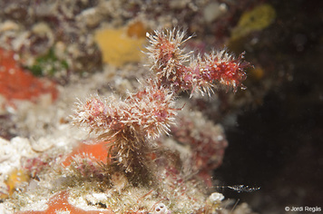Nolella stipata