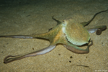 Octopus vulgaris