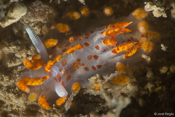 Okenia mediterranea