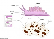  Opistobranqui