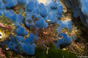 Oscarella lobularis