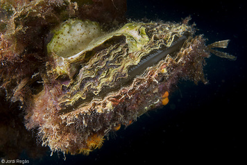 Ostrea edulis