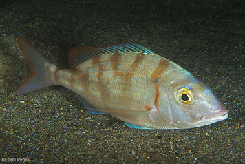 Pagellus erythrinus