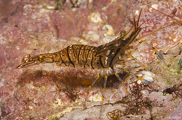 Palaemon elegans