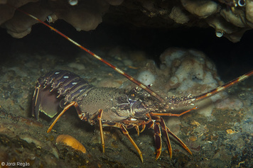 Palinurus elephas