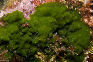 Palmophyllum crassum