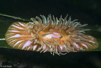 Paractinia striata